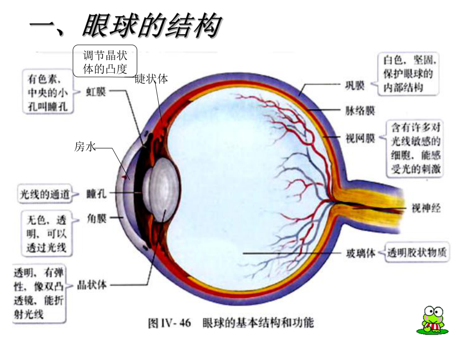 人體對(duì)外界環(huán)境的感知_第3頁(yè)