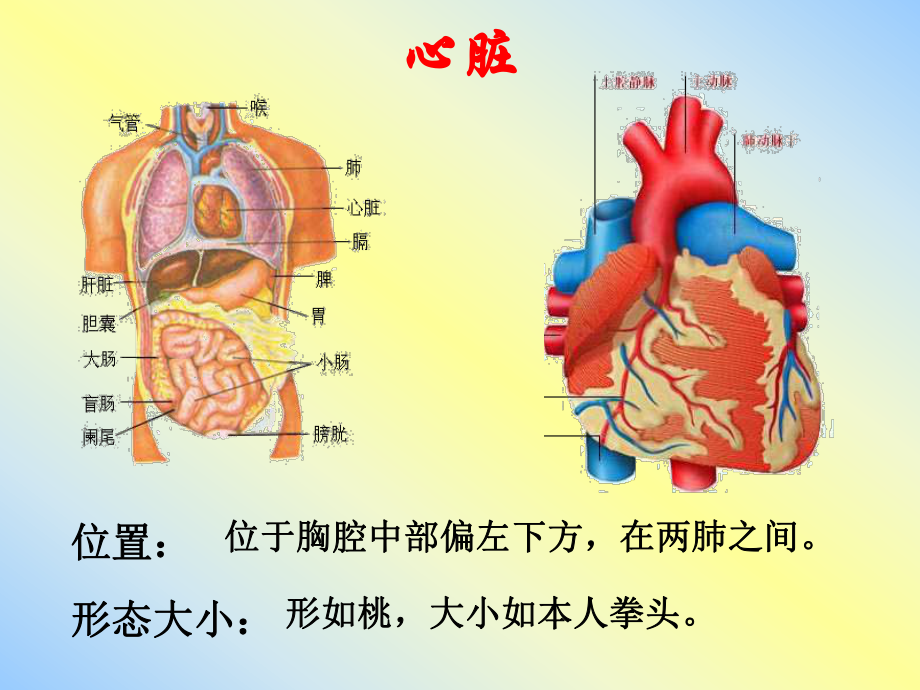 第三節_輸送血液的泵—心臟__課件_第3頁