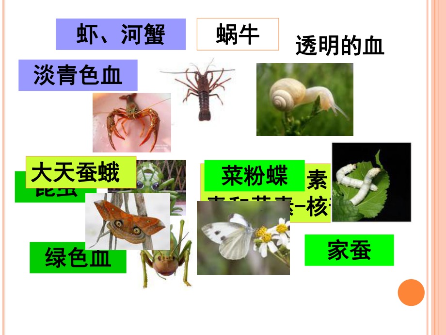 第三章天然氧载体及其化学模拟_第3页