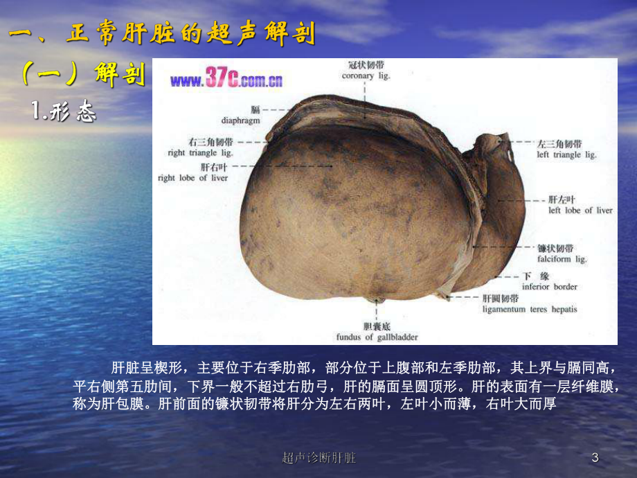超聲診斷肝臟課件_第3頁