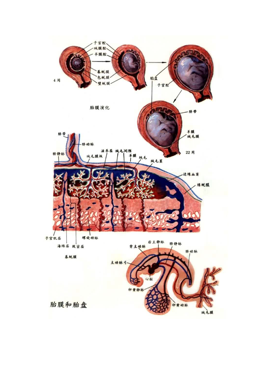 胎盤是胎兒和母體進行物質交換的重要器官_第3頁