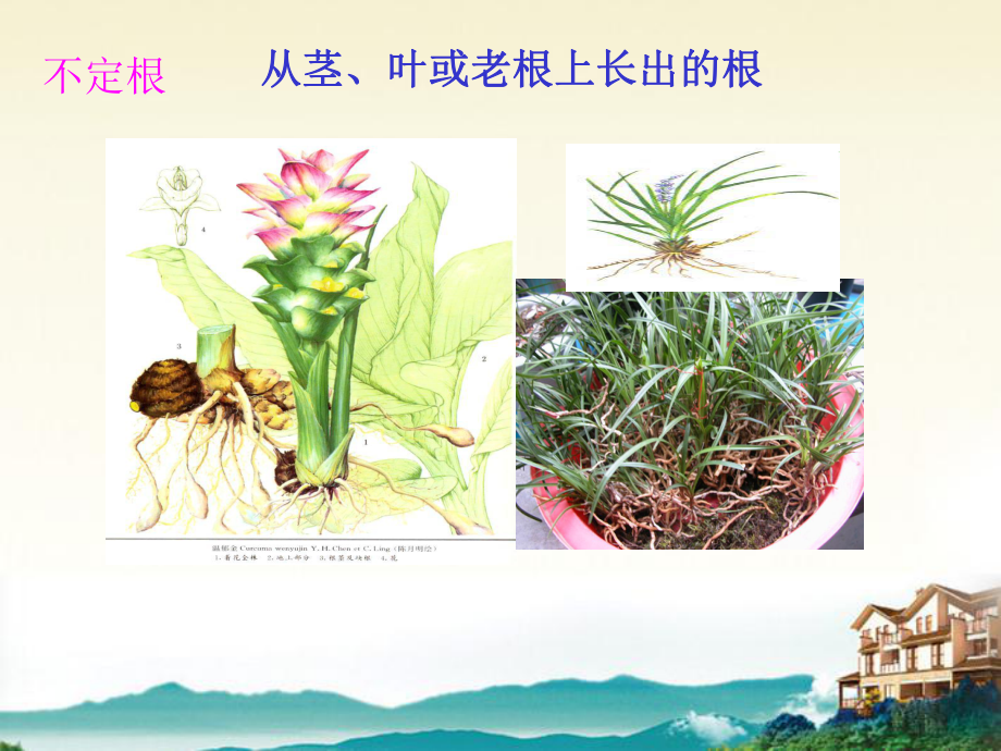 八年級(jí)科學(xué)上冊(cè) 6.1 綠色植物的營養(yǎng)器官課件 華東師大版_第3頁