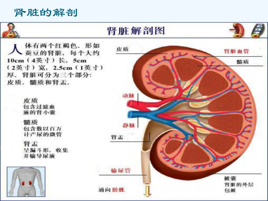 肾功能检查(66页)_第3页