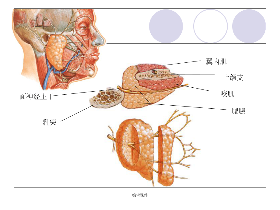 腮腺及面神經解剖及臨床_第5頁