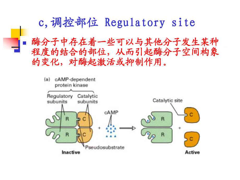 生化导师083酶单击此处编辑母版标题_第4页