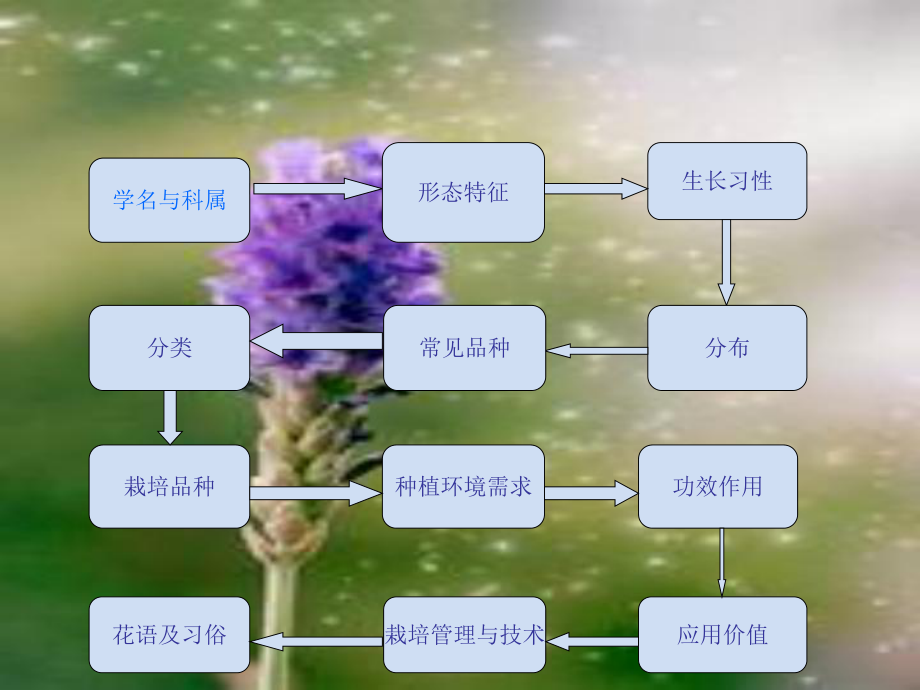 邢爽-201321012982-薰衣草_第5頁