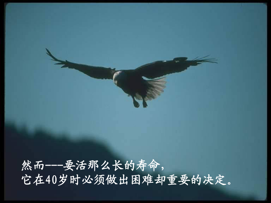 老鷹再生故事_第3頁