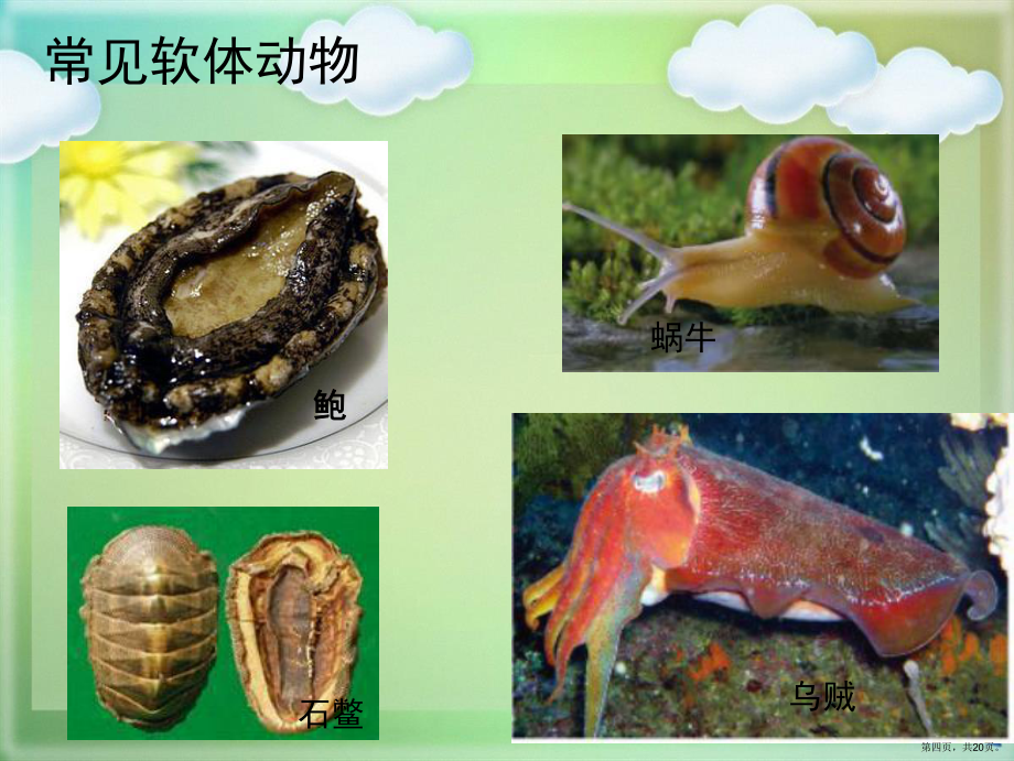 八年级生物上册第一章第三节软体动物和节肢动物_第4页
