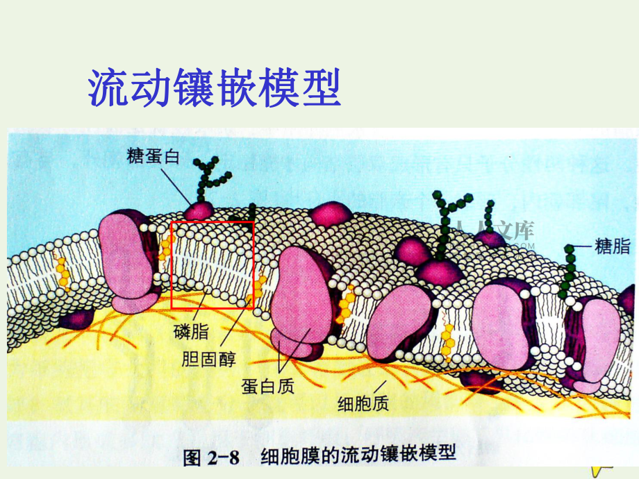 浙江省杭州市塘棲中學高中生物2細胞的結構課件浙教版必修1_第2頁