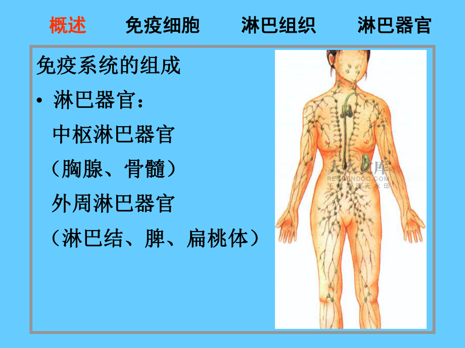 免疫系统PPT汇总_第2页