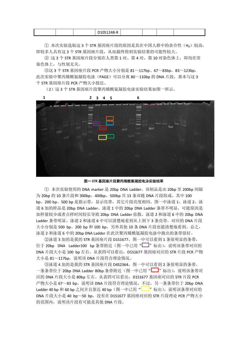 遗传标记STR基因座的高分辨电泳分型_第5页