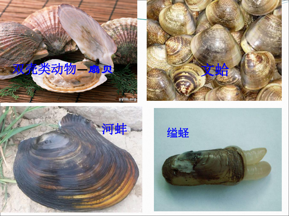 第三节软体动物和节肢动物(共30张)_第3页