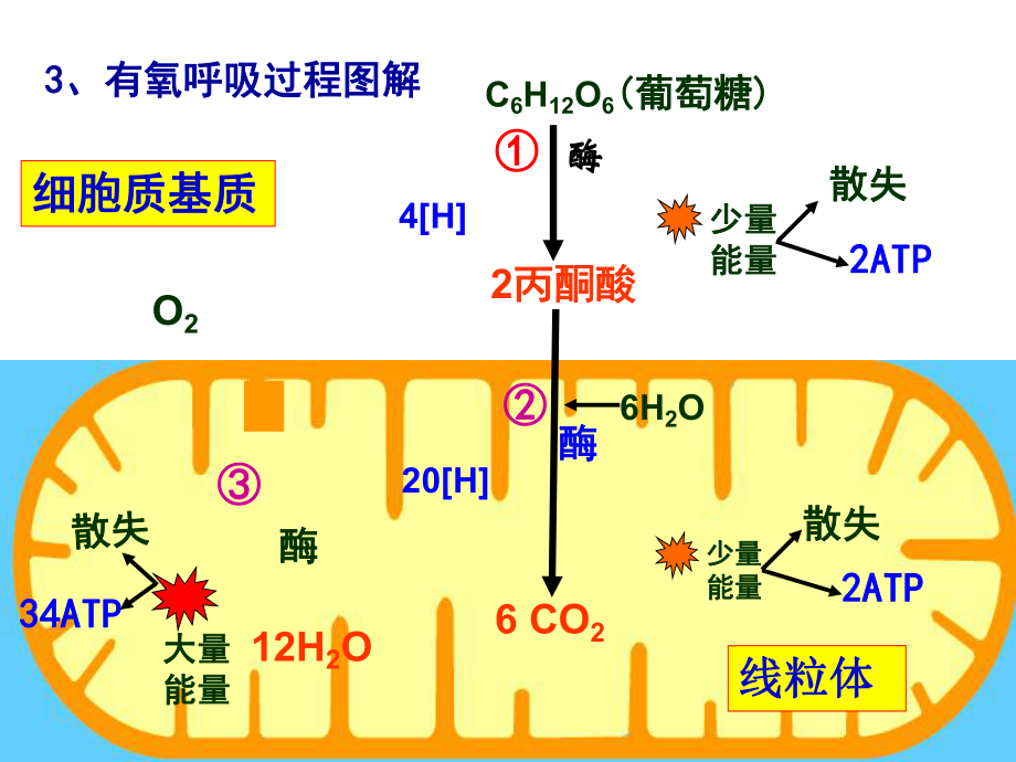 细胞呼吸 高中生物课件_第4页