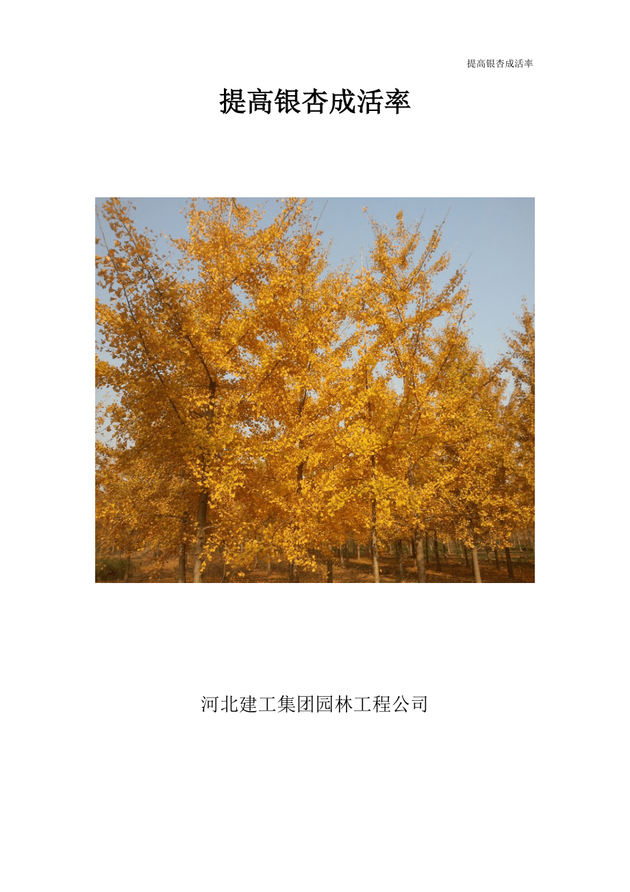 提高银杏成活率_第1页