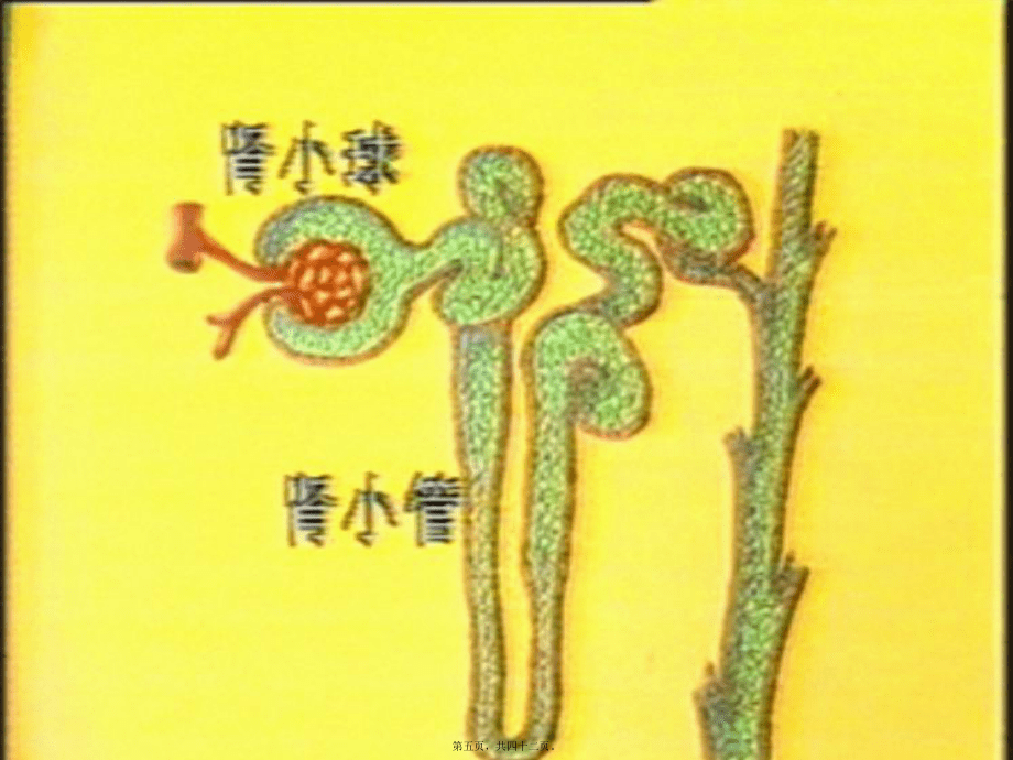 2022年利尿藥和脫水藥-33_第5頁