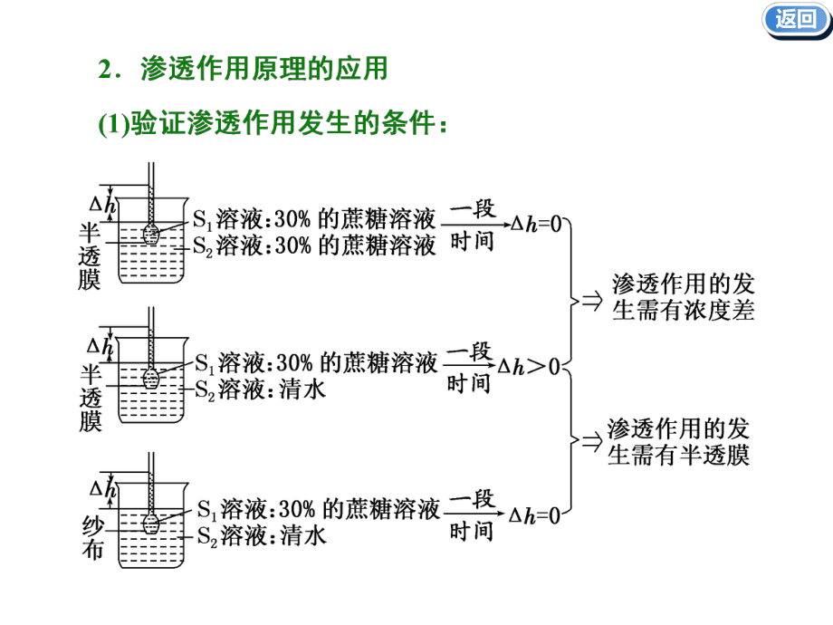 高中生物必修一 渗透作用_第4页