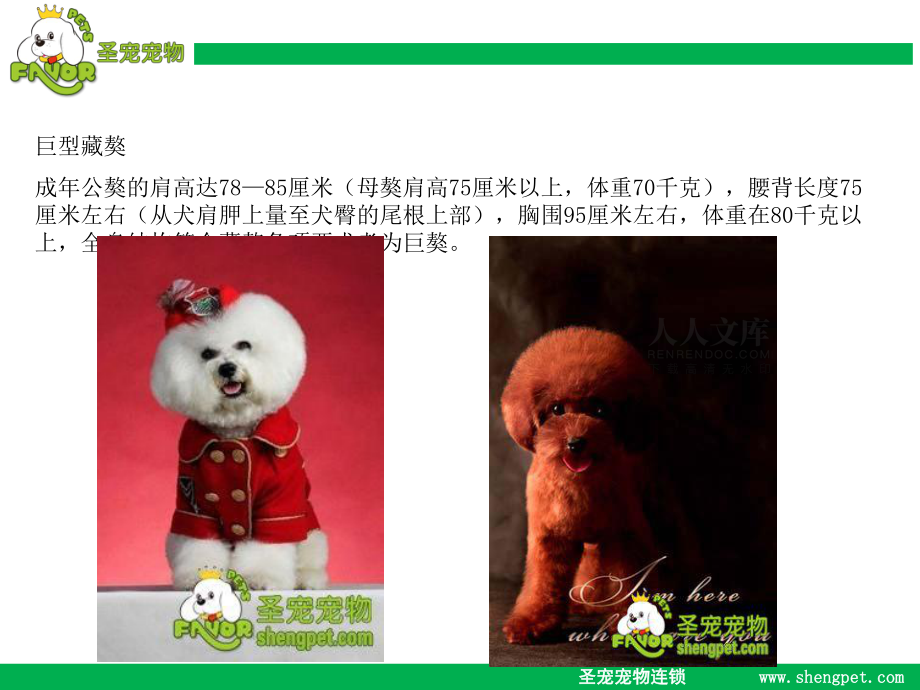 比熊与贵宾犬及西高地白梗的区别_第2页