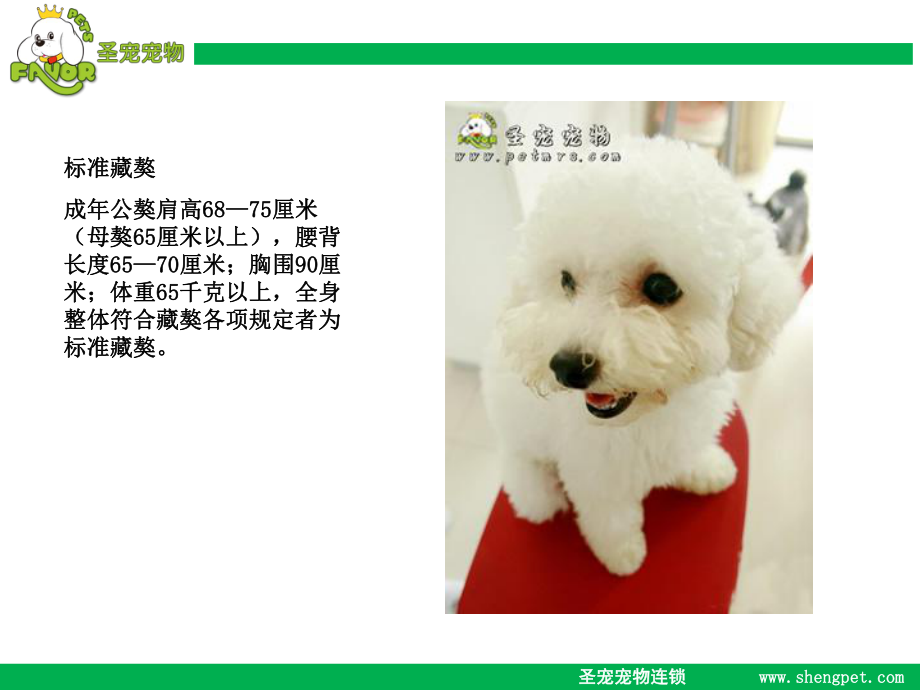 比熊与贵宾犬及西高地白梗的区别_第3页