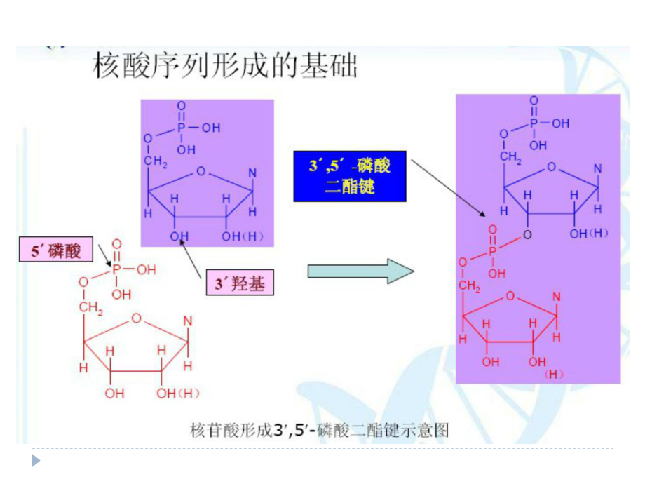 测序技术介绍-文档资料_第5页