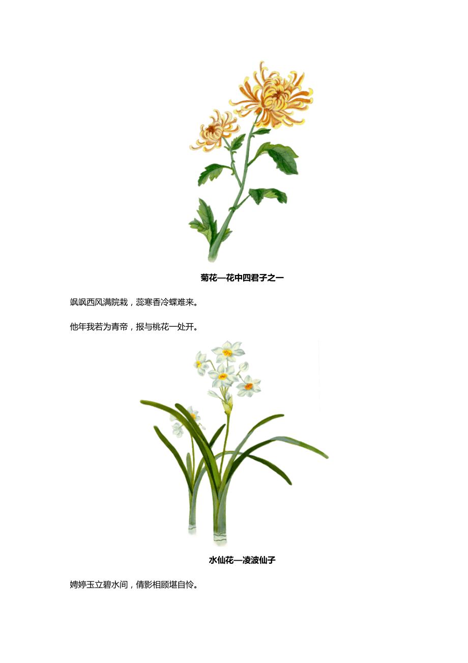 中國(guó)十大名花花詩(shī)欣賞_第5頁(yè)
