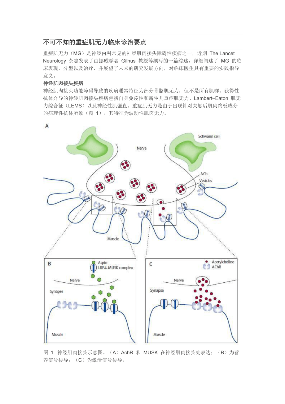 不可不知的重癥肌無(wú)力臨床診治要點(diǎn)_第1頁(yè)
