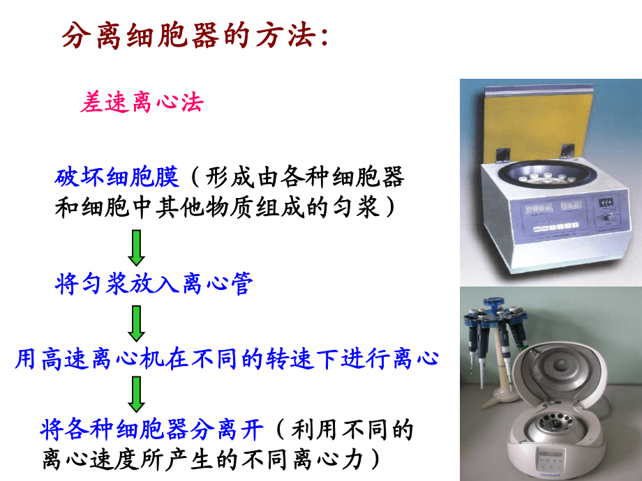 生物:32《細胞器——系統(tǒng)內(nèi)的分工合作》課件(新人教版必修1)_第4頁