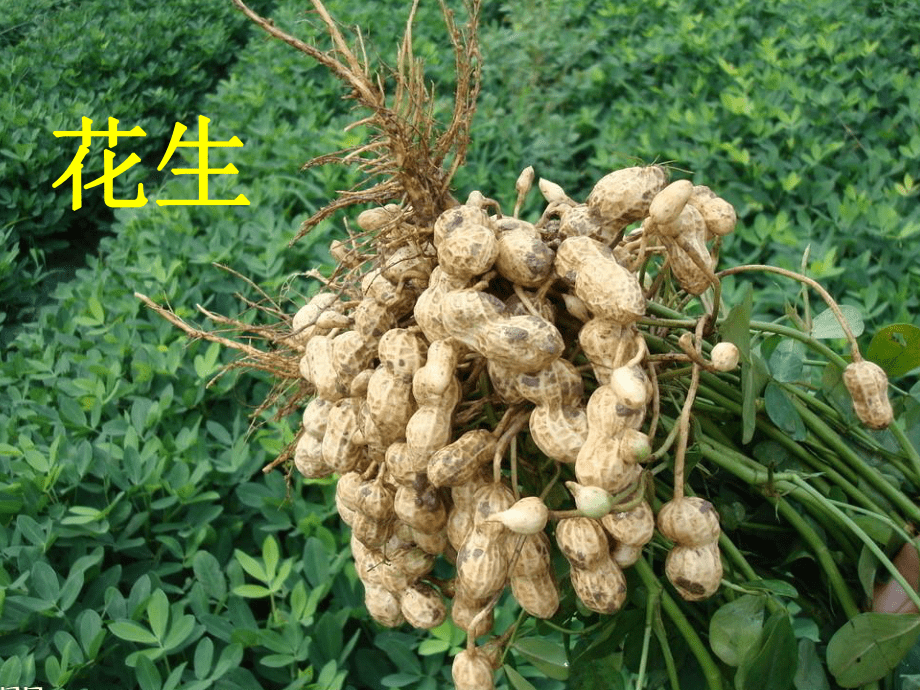幼兒園大班語言《認(rèn)識農(nóng)作物》_第4頁