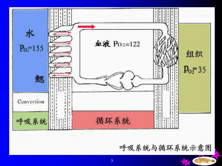 第七章 循环系统鱼类生物学 教学课件_第3页