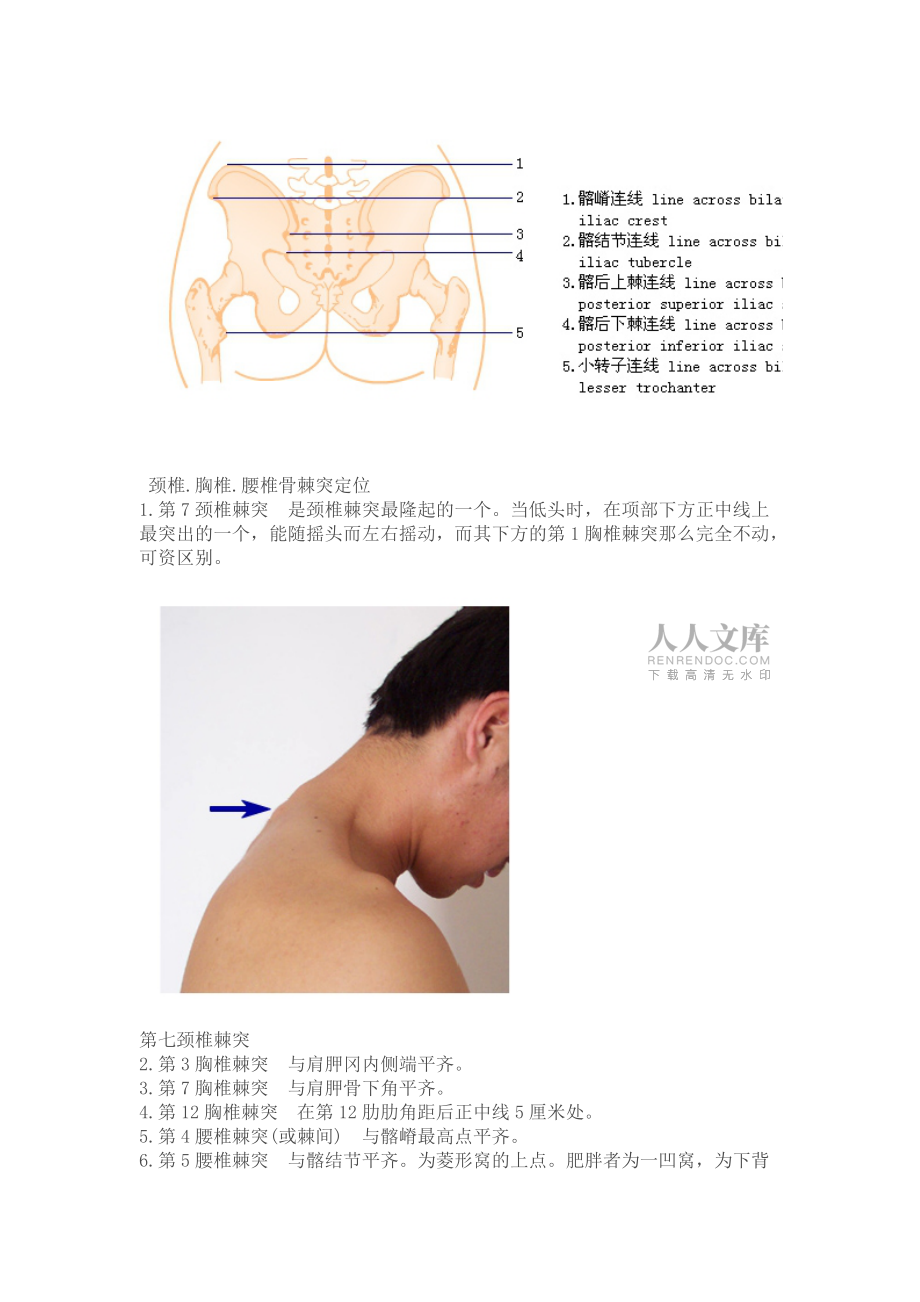 脊柱的棘突與椎體的定位_第2頁