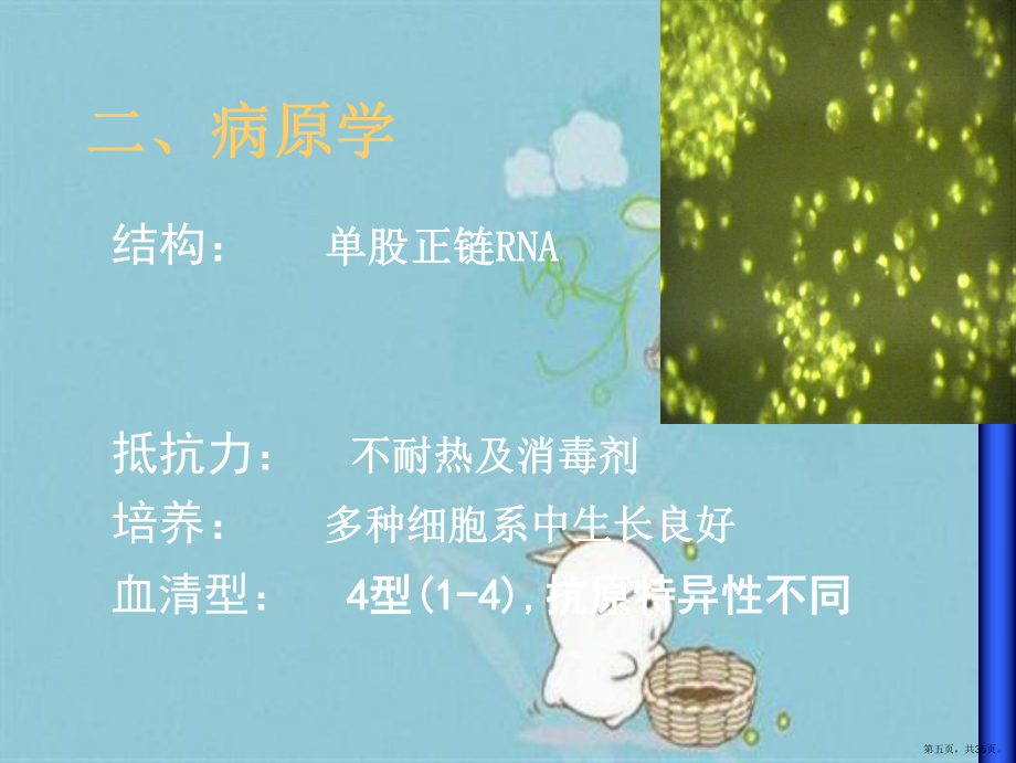 医学精品登革热_第5页
