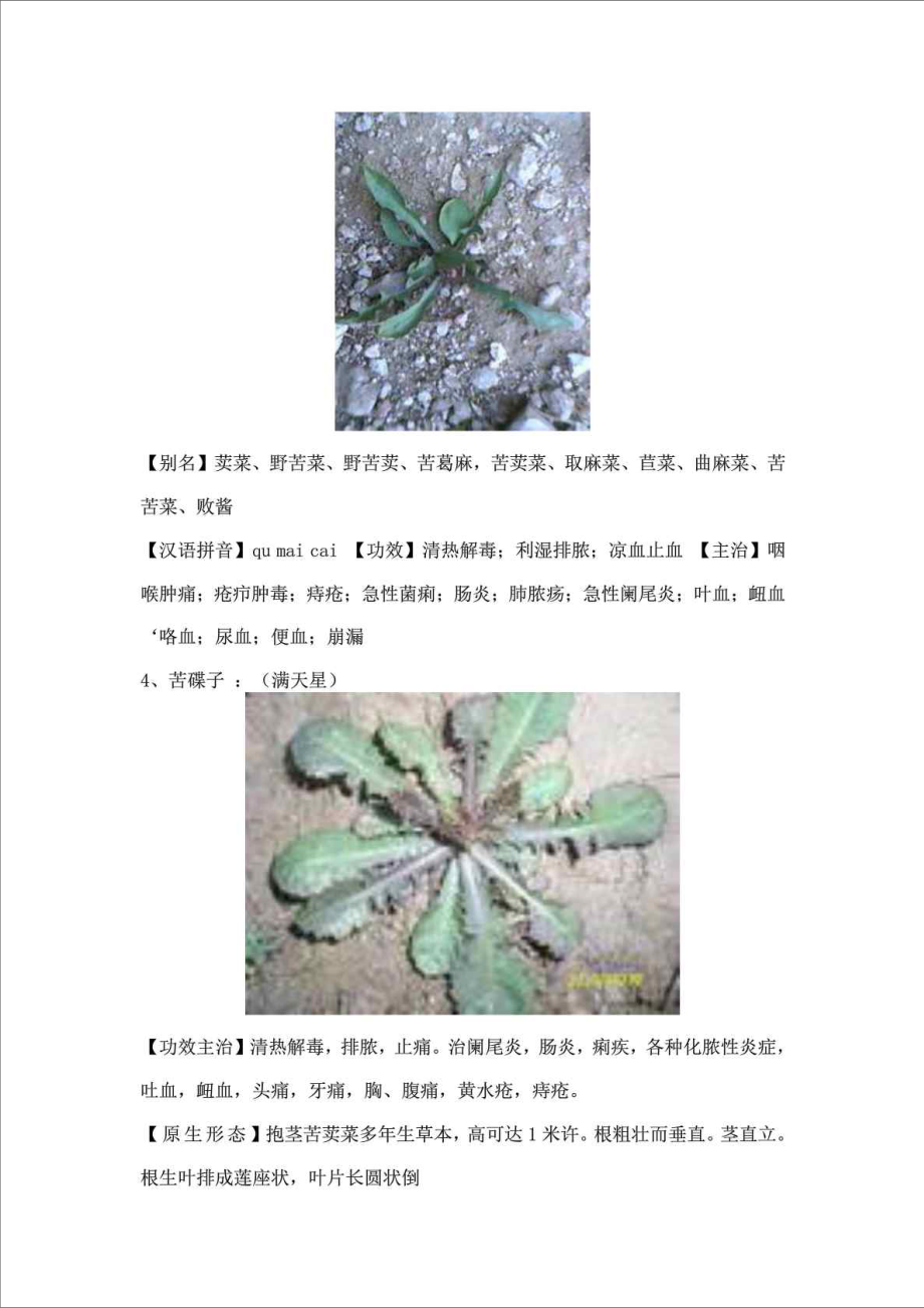 常見(jiàn)野菜的功效和吃法_圖文_第3頁(yè)