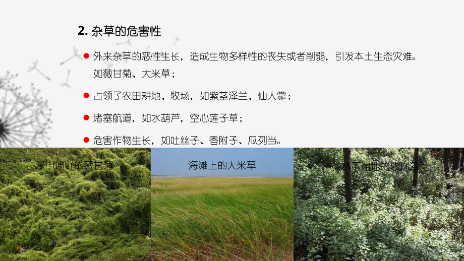 大學(xué)生物防治雜草生物防治_第3頁