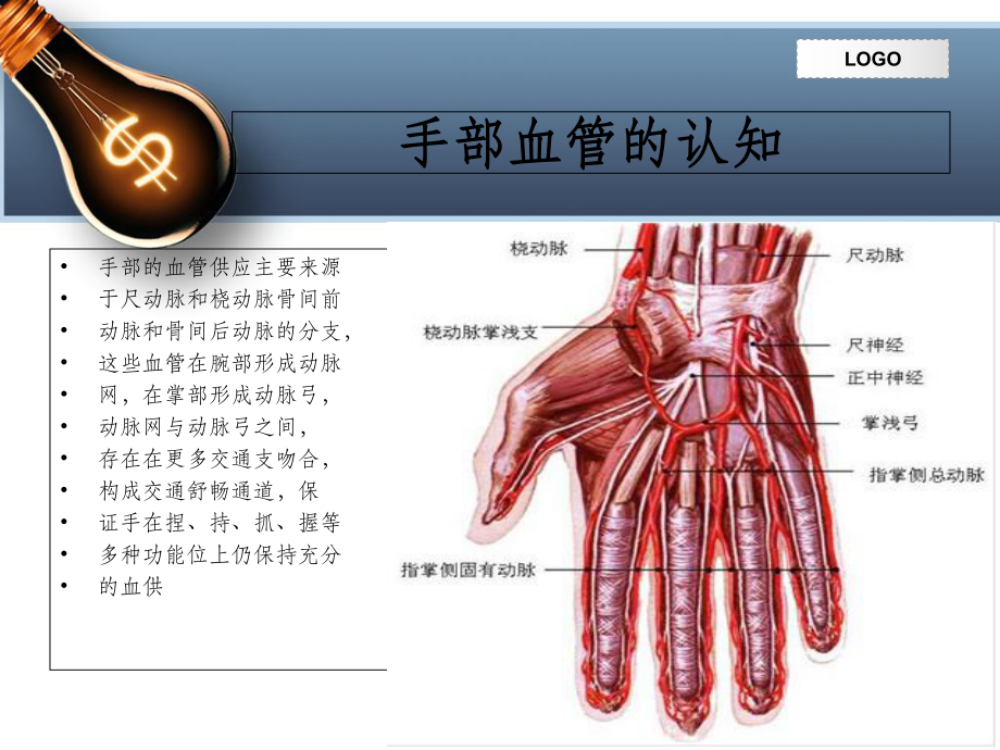 手部血管解剖及臨床應用_第3頁