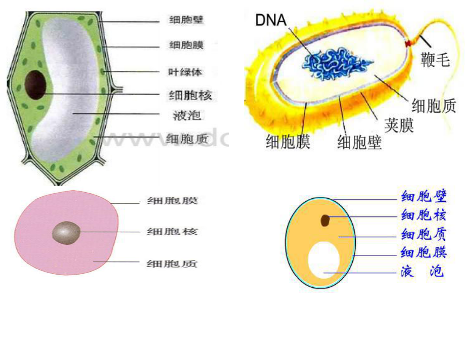 第五章《病毒》_第1页