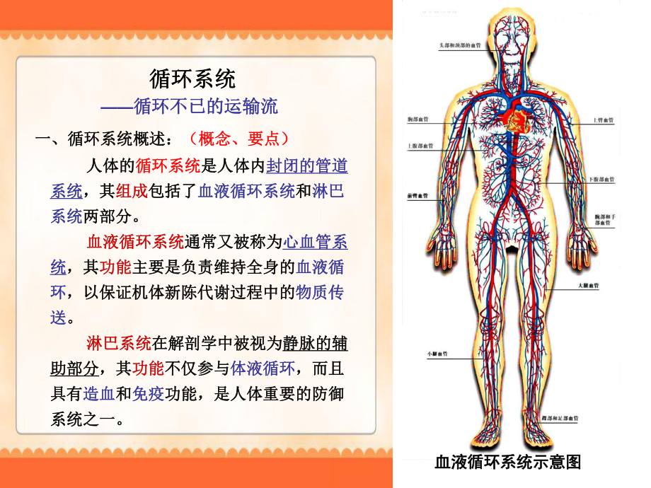 学前卫生学-循环系统.ppt_第4页