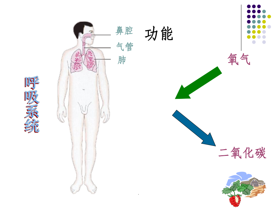 苏教版七年级下册生物 人体概述_第5页