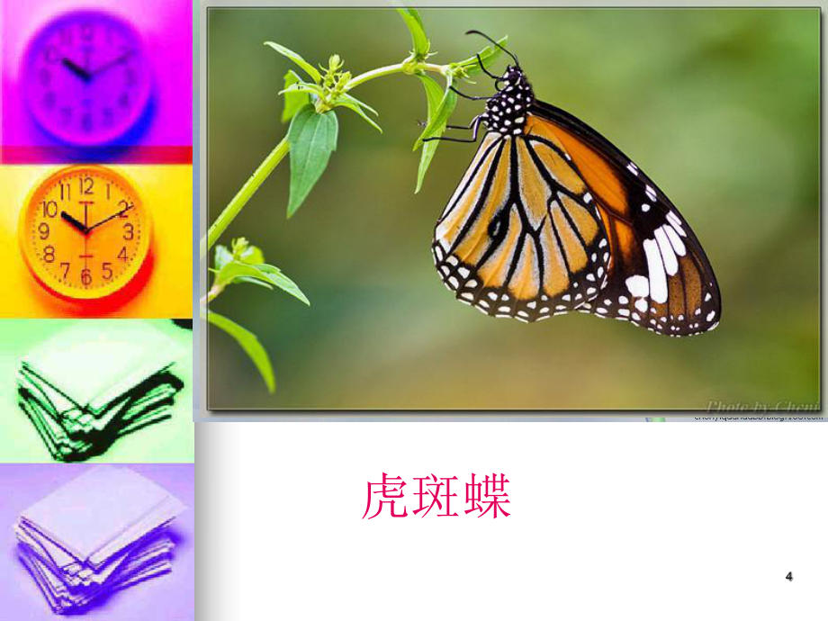 常见蝴蝶分类ppt课件_第4页