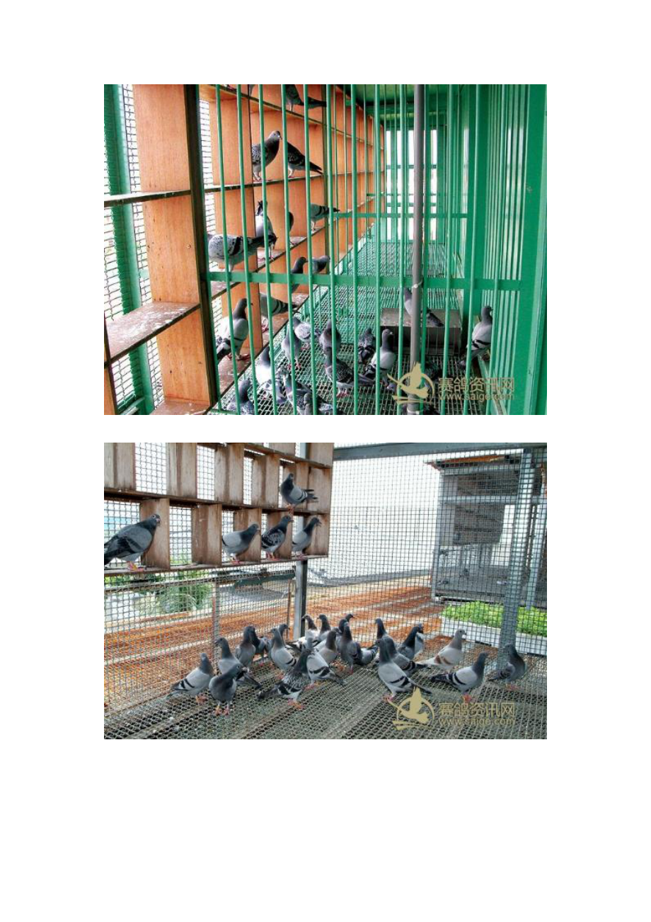 林基生比赛鸽的饲养观念_第4页