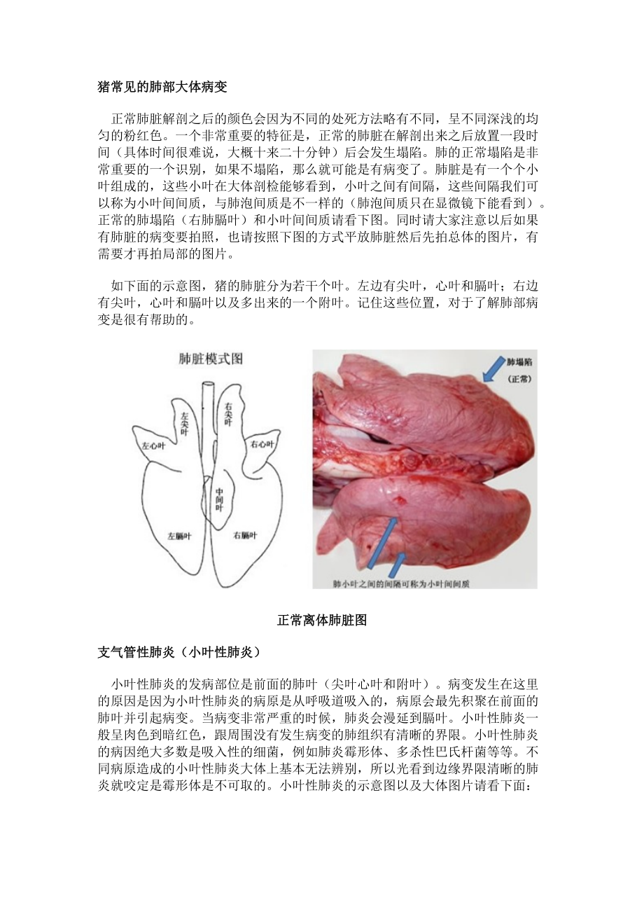 猪常见的肺部大体病变_第1页