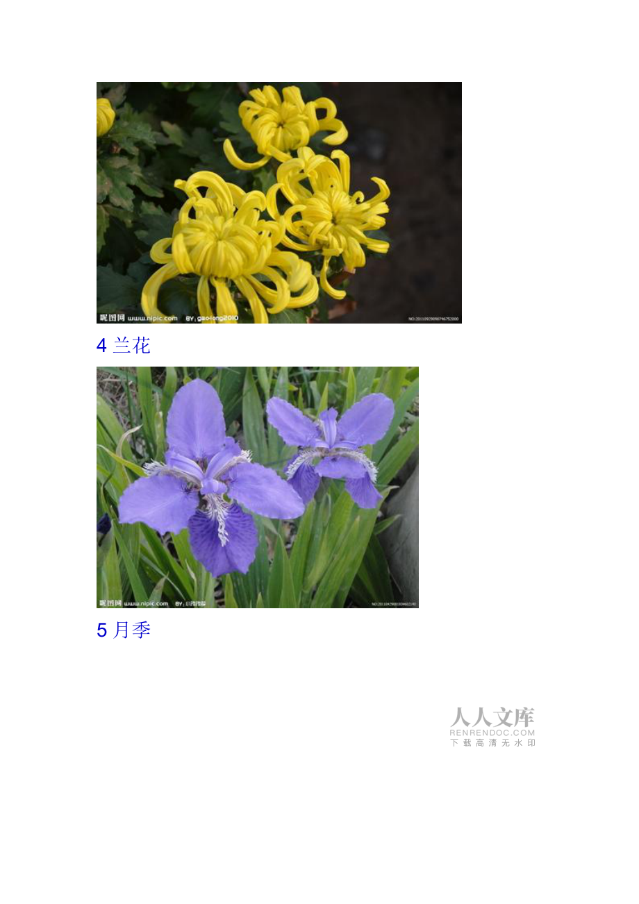 常见及室外观赏植物_第2页