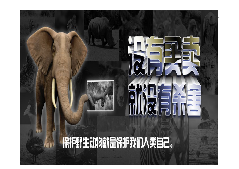 保護(hù)野生動(dòng)物主題班會(huì)_第5頁(yè)