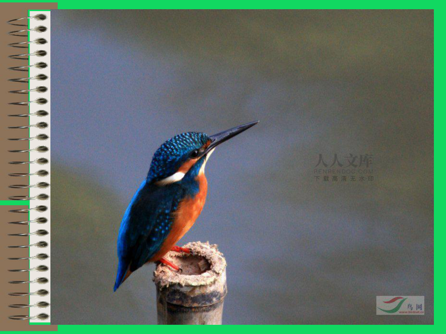 三年級(jí)下冊(cè)翠鳥(niǎo)_第2頁(yè)