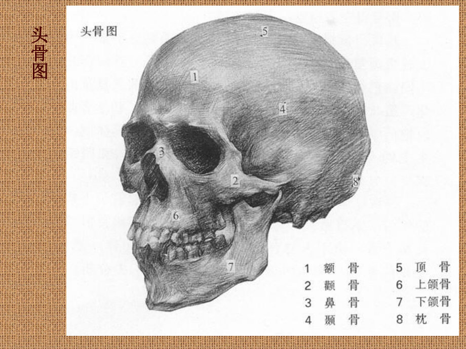 素描头像结构分析_第5页