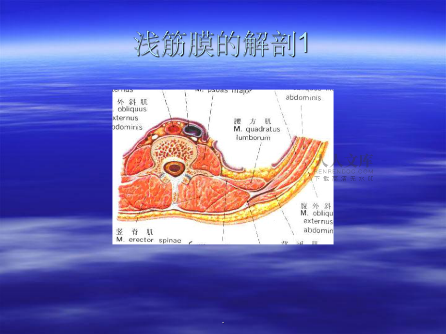臀肌筋膜炎powerpoint_第2頁(yè)