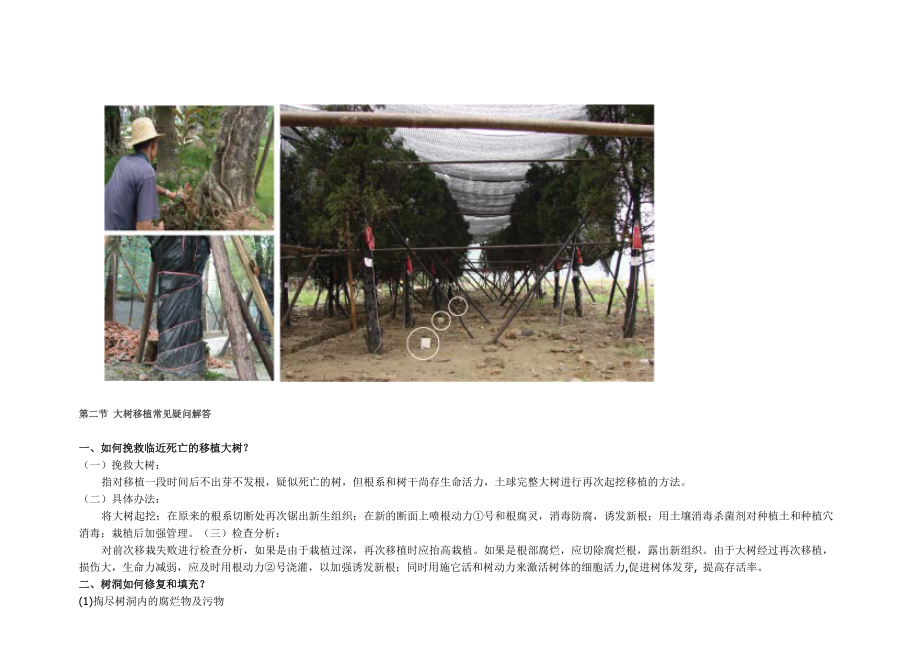 大树移植后日常管理技术及常见疑问_第3页