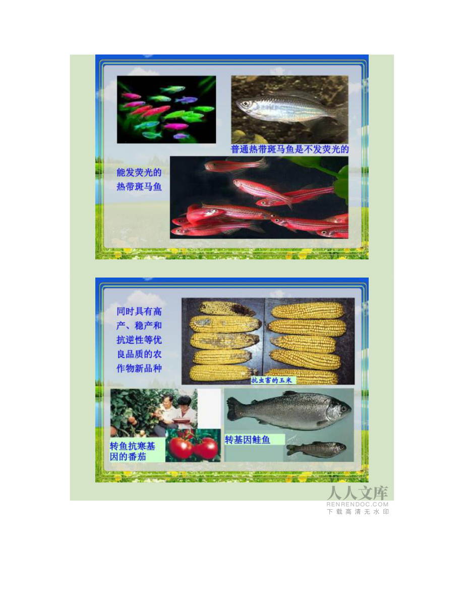 基因工程及其應(yīng)用講課用_第2頁(yè)