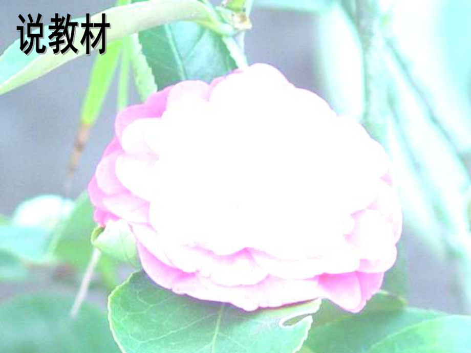 自己的花是给别人看的shuoke_第3页