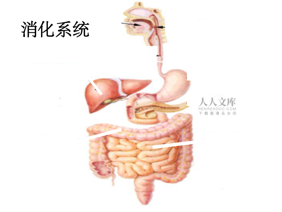 小肠是消化和吸收的主要器官_第2页