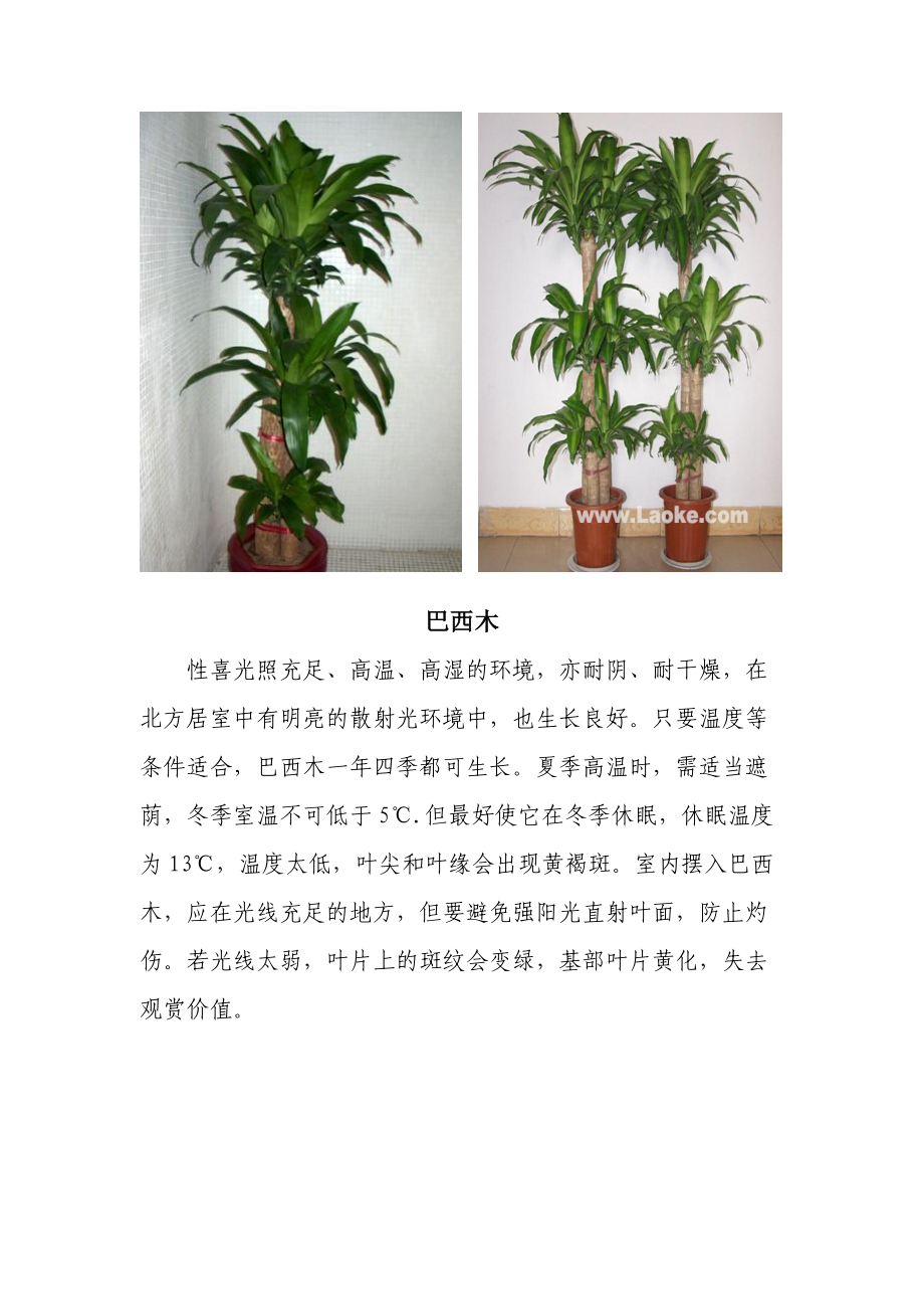 辦公室花卉圖片資料庫(kù)一_第1頁(yè)