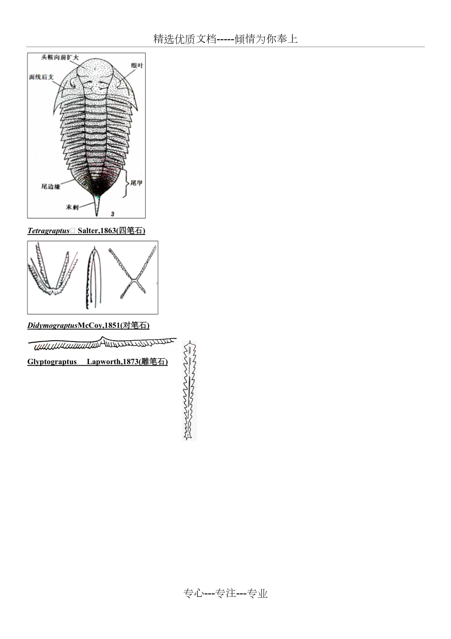古生物标本素描图考试-复习_第3页